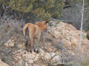 mustang